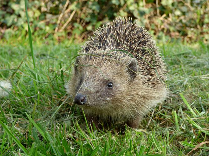 Hérisson d'Europe (Erinaceus europaeus) © Marianne Deligné