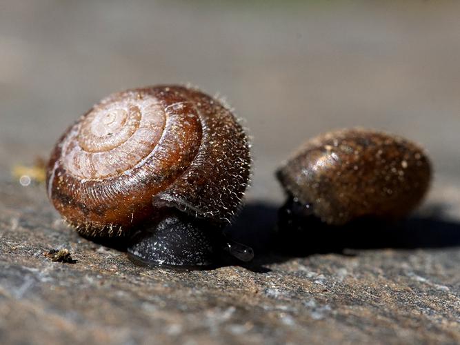 Veloutée commune (Trochulus hispidus) © Sylvain Montagner