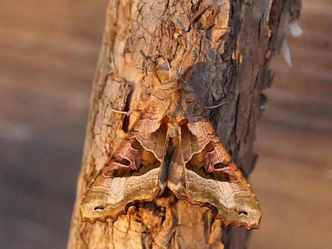 La Méticuleuse (Phlogophora meticulosa) © Sylvain Montagner