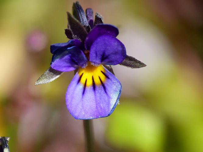 Pensée sauvage (Viola tricolor), fleur © Morvan Debroize