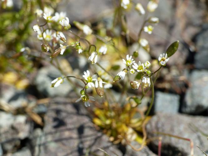 Drave de printemps (Draba verna) © Morvan Debroize