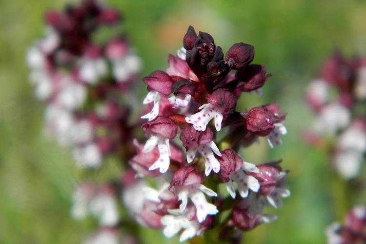 Orchis brûlé (Neotinea ustulata) © Morvan Debroize