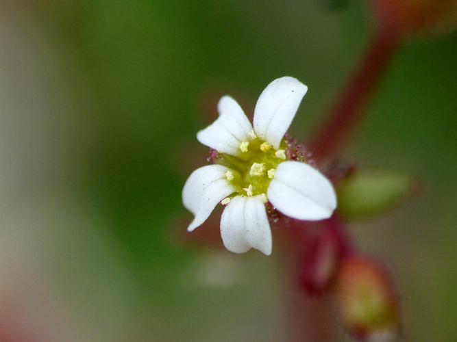 Saxifrage à trois doigts (Saxifraga tridactylites), fleur © Morvan Debroize