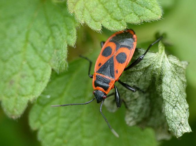 Gendarme (Pyrrhocoris apterus) © Morvan Debroize