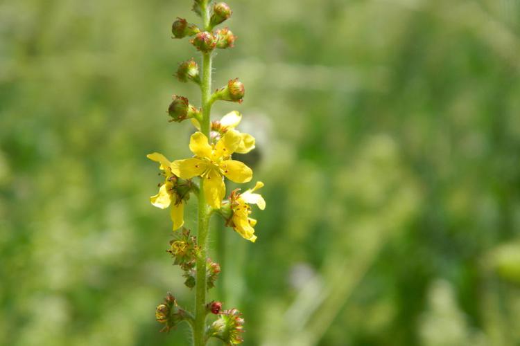 Aigremoine eupatoire (Agrimonia eupatoria) © Morvan Debroize