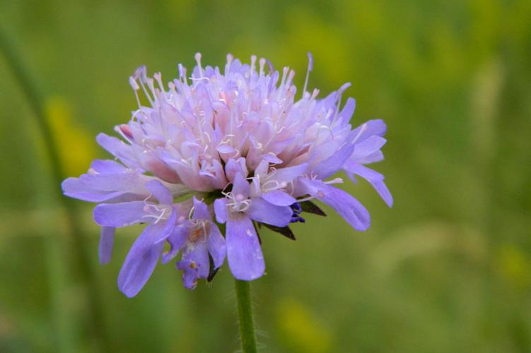 Knautie des champs (Knautia arvensis) © Morvan Debroize