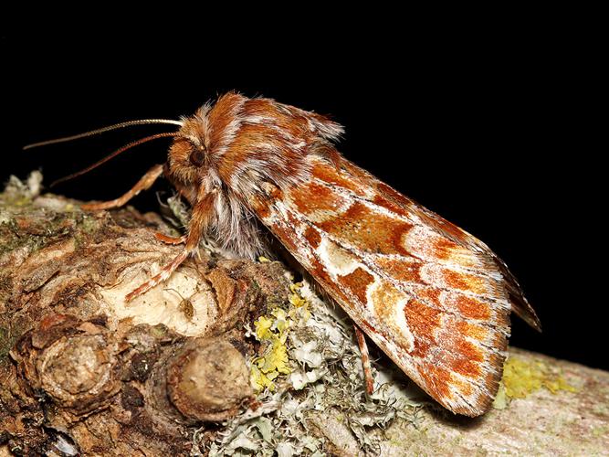 Noctuelle du Pin (Panolis flammea) © Sylvain Montagner