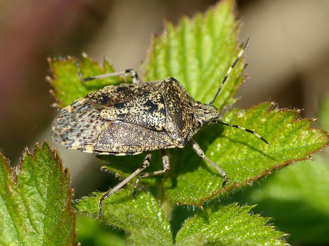 Punaise nébuleuse (Rhaphigaster nebulosa) © Morvan Debroize