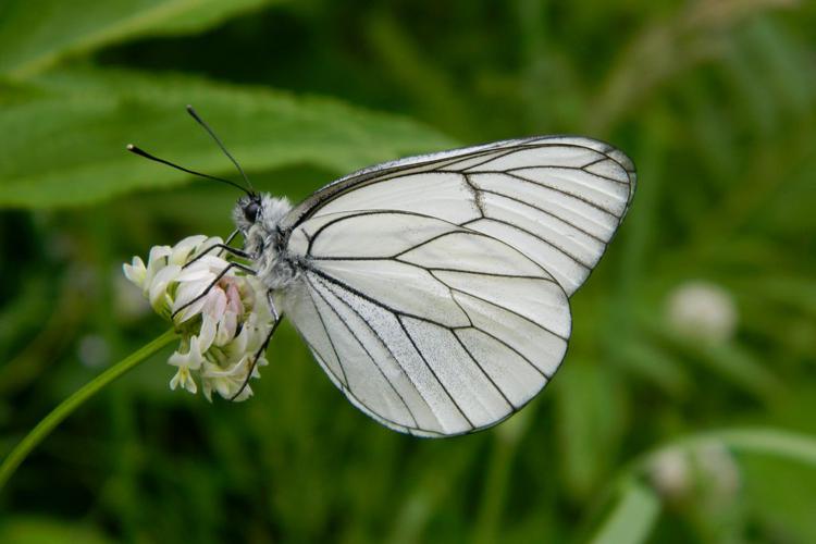 Gazé (Aporia crataegi), mâle © Morvan Debroize