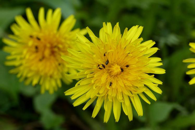 Pissenlit (Taraxacum officinale) © Morvan Debroize