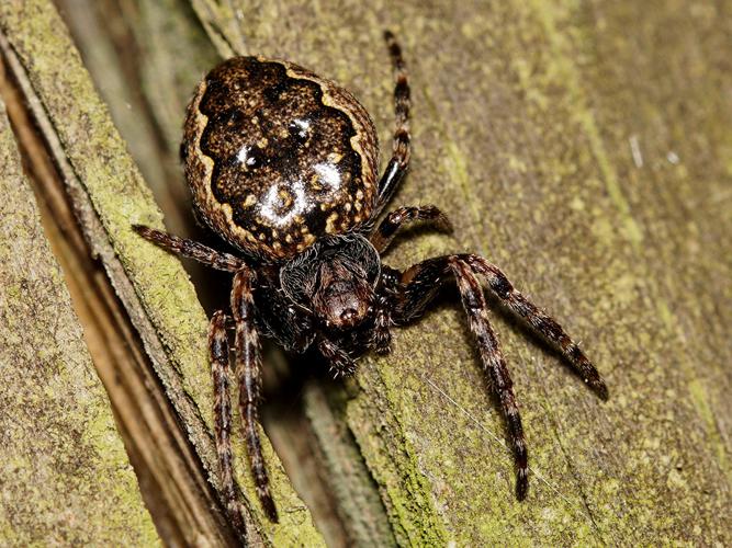 Araignée des fissures (Nuctenea umbratica) © Sylvain Montagner