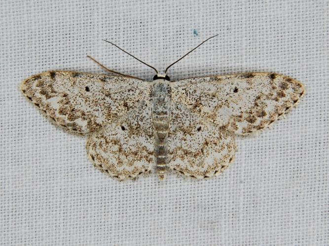 La Vieillie (Idaea seriata) © Bertrand Debroize