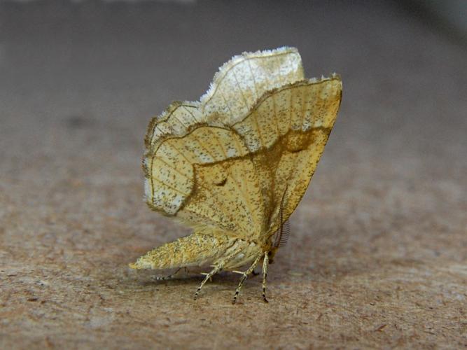 Epione étrangère (Cepphis advenaria) © Bertrand Debroize