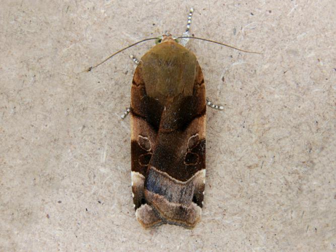 La Frangée (Noctua fimbriata) © Bertrand Debroize