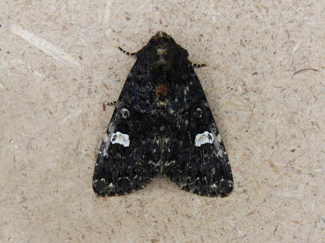 Noctuelle de la Persicaire (Melanchra persicariae) © Bertrand Debroize