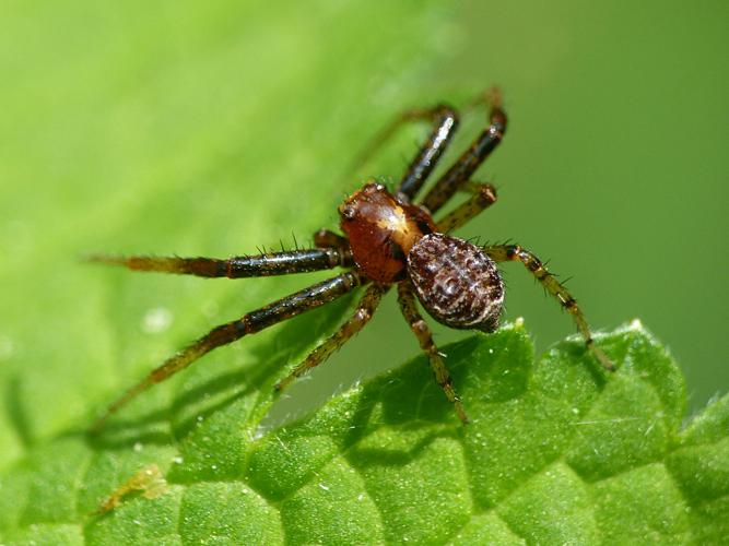 Xysticus lanio, mâle © Morvan Debroize