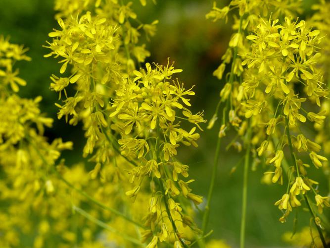 Pastel des teinturiers (Isatis tinctoria) © Morvan Debroize