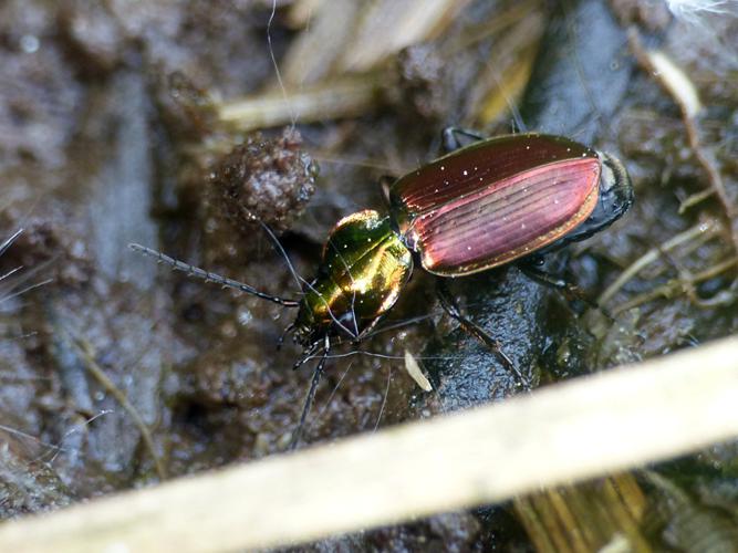 Agonum des forêts (Agonum sexpunctatum) © Morvan Debroize