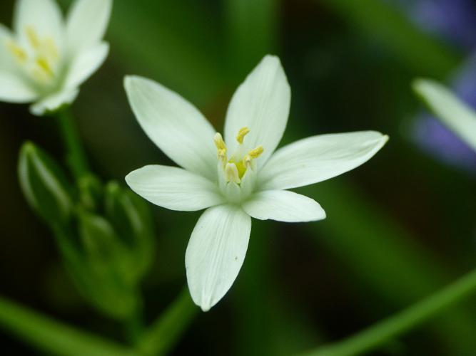 Ornithogale en ombelle (Ornithogalum umbellatum) © Morvan Debroize