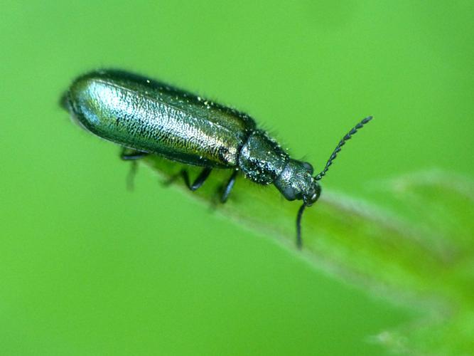 Dasyte bleu (Dasytes caerulens) © Morvan Debroize