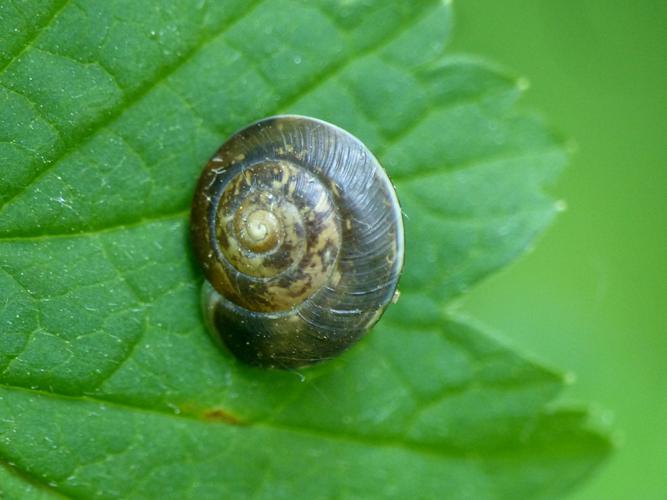 Hélice des ruisseaux (Hygromia limbata) © Morvan Debroize