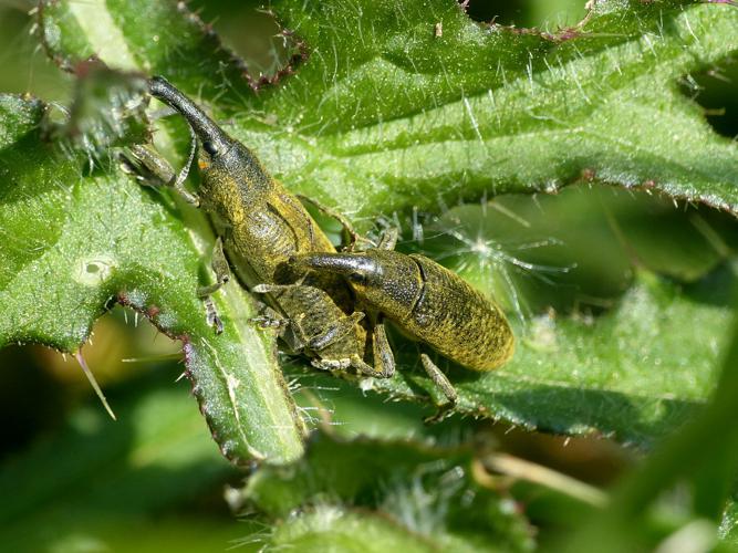 Charançon de la mauve (Lixus pulverulentus) © Morvan Debroize