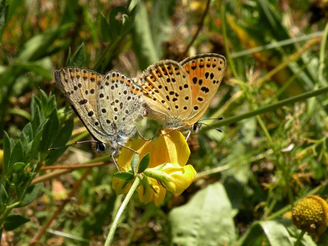 Cuivré fuligineux (Heodes tityrus) © Morvan Debroize