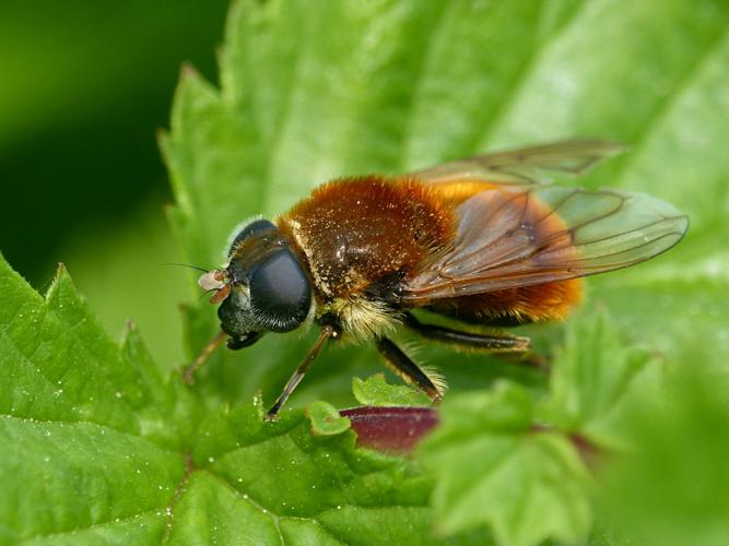 Cheilosia chrysocoma © Morvan Debroize