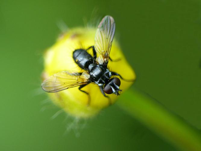 Phania funesta © Morvan Debroize