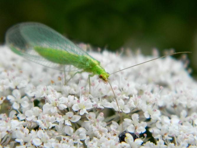 Chrysoperla sp. © Morvan Debroize