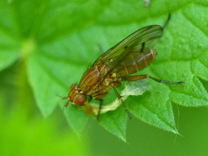 Tetanocera ferruginea © Morvan Debroize