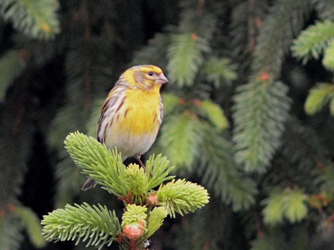 Serin cini (Serinus serinus) © Morvan Debroize