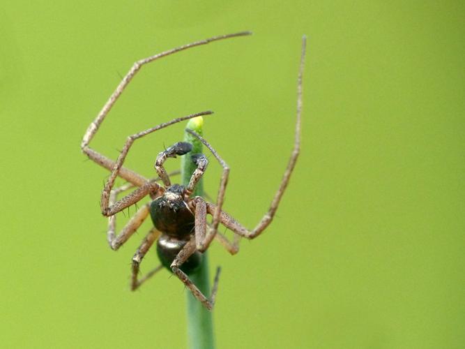 Philodromus dispar, mâle © Morvan Debroize