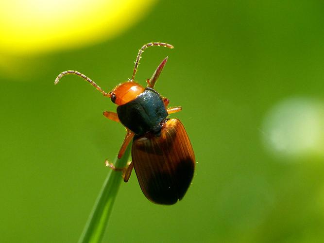 Diachrome allemand (Diachromus germanus) © Morvan Debroize