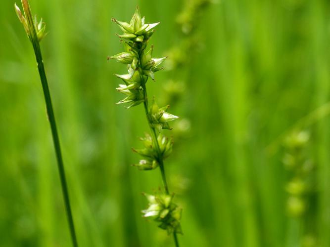 Laîche écartée (Carex divulsa) © Morvan Debroize