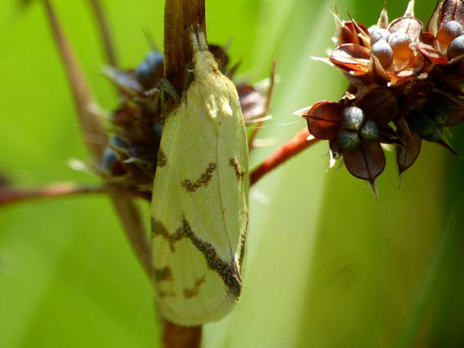 Euxanthie du chardon (Agapeta hamana) © Morvan Debroize