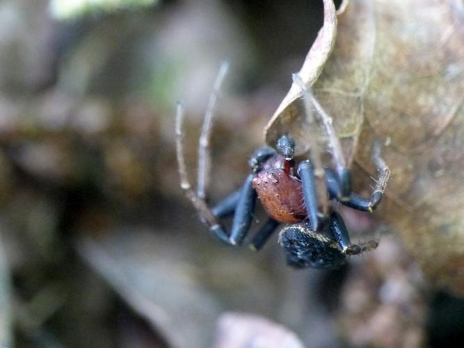 Xysticus luctator © Morvan Debroize