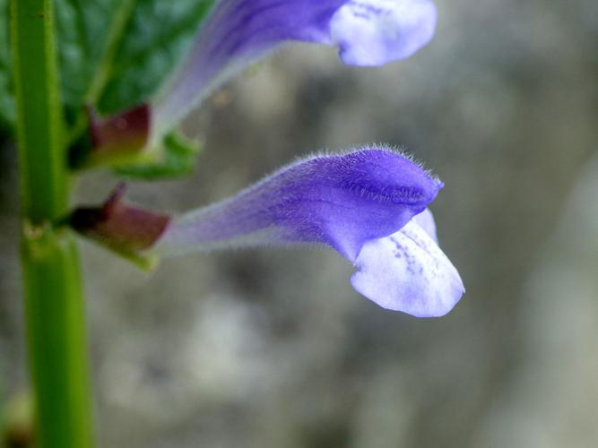 Scutellaire casquée (Scutellaria galericulata), fleur © Morvan Debroize