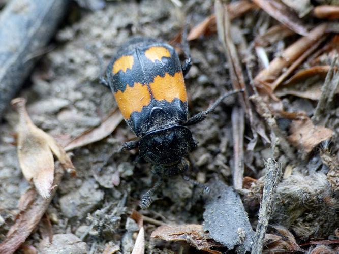 Nécrophore imitateur (Nicrophorus vespilloides) © Morvan Debroize