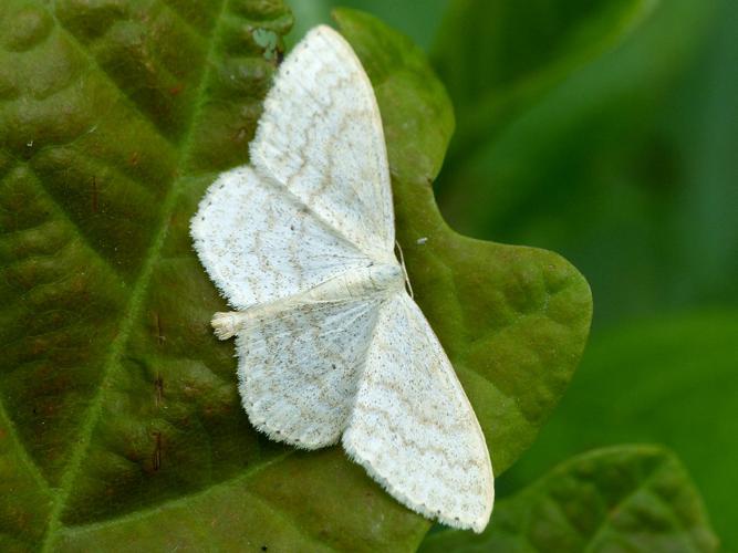 Acidalie laiteuse (Scopula floslactata) © Morvan Debroize