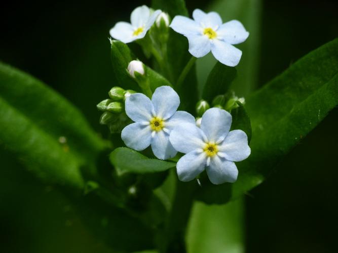 Myosotis rampant (Myosotis secunda), fleurs © Morvan Debroize