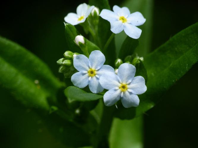 Myosotis rampant (Myosotis secunda), fleurs © Morvan Debroize