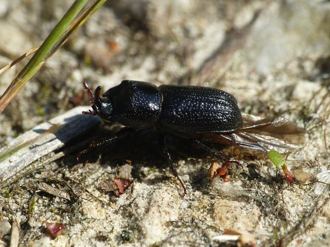 Lucane rhinocéros (Sinodendron cylindricum), mâle © Morvan Debroize