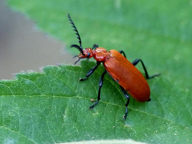 Cardinal à tête rouge (Pyrochroa serraticornis), mâle © Morvan Debroize