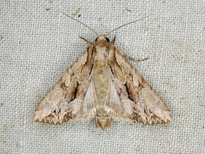 Monoglyphe (Apamea monoglypha) © Bertrand Debroize