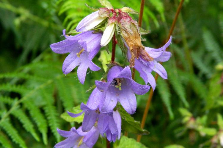 Campanule gantelée (Campanula trachelium) © Morvan Debroize