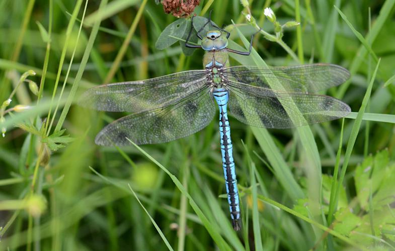 Anax empereur (Anax imperator), mâle © Benjamin Beaufils