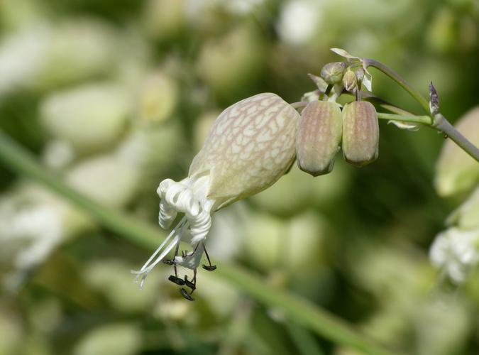 Silène enflé (Silene vulgaris), fleurs © Morvan Debroize