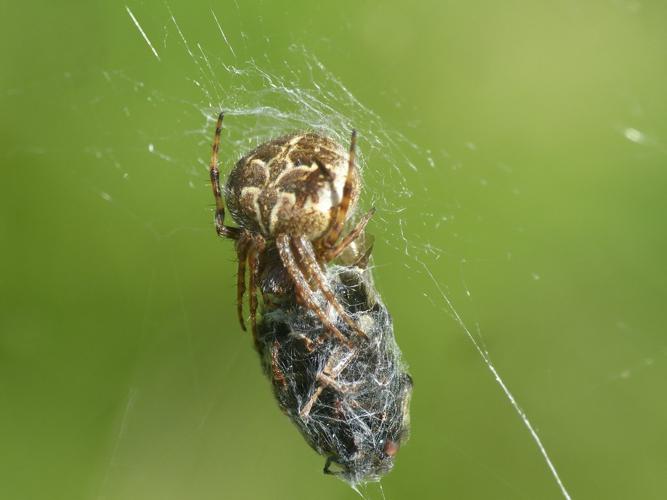 Épeire de velours (Agalenatea redii) © Morvan Debroize