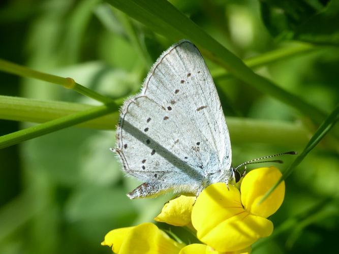 Azuré de la faucille (Everes alcetas) © Morvan Debroize